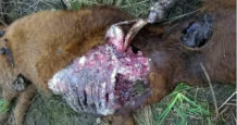 nuevos casos de mutilaciones de ganado en argentina ponen en alerta a pobladores