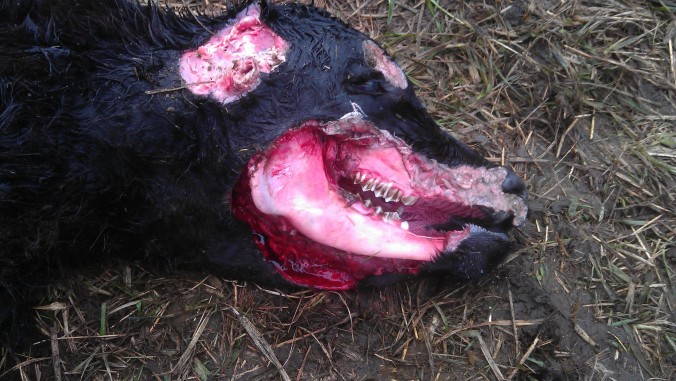 Mutilaciones de ganado: un fenómeno real que perdura y al que nadie le hace caso
