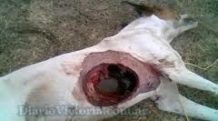 Mutilaciones de ganado: un fenómeno real que perdura y al que nadie le hace caso
