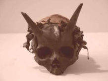 pennsylvania horned skeleton
