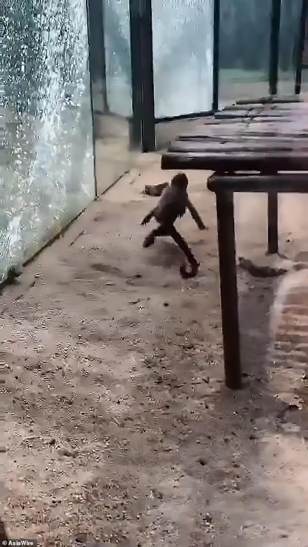 Mono intenta romper su jaula de vidrio con una roca en China