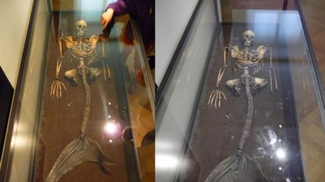 descubrimientos hallan esqueletos de sirena videos