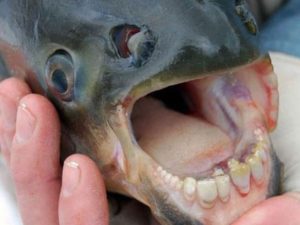 peces con hileras de dientes humanos atrapados en rusia