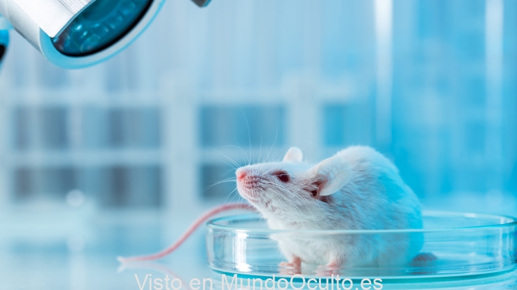 envejecimiento inverso para los humanos los cientificos dan un paso mas con los ensayos con ratones