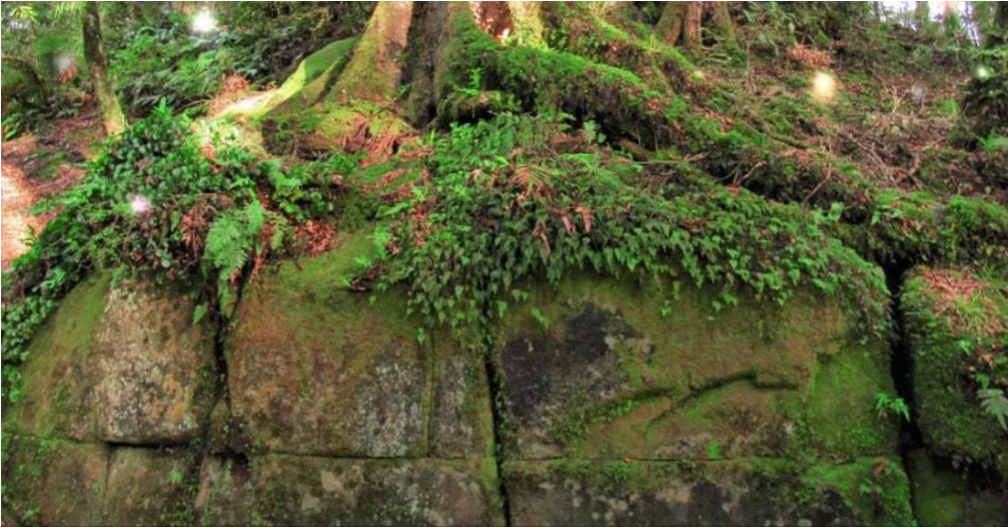 extrano muro antiguo descubierto en medio de la jungla