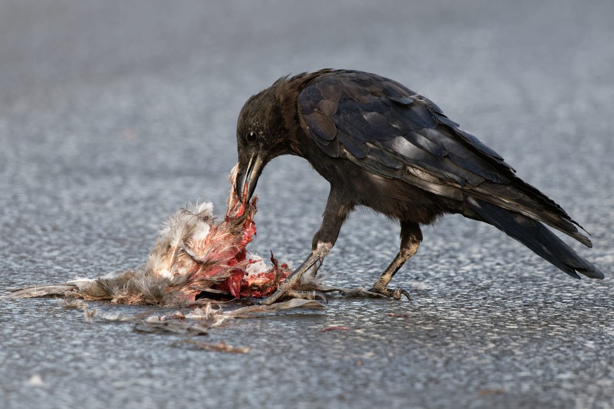Un cuervo carroñero dándose un festín con animales atropellados; Un proceso similar de reciclaje de nutrientes ocurre a nivel microbiano cuando un organismo muere.